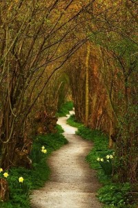 path in the woods